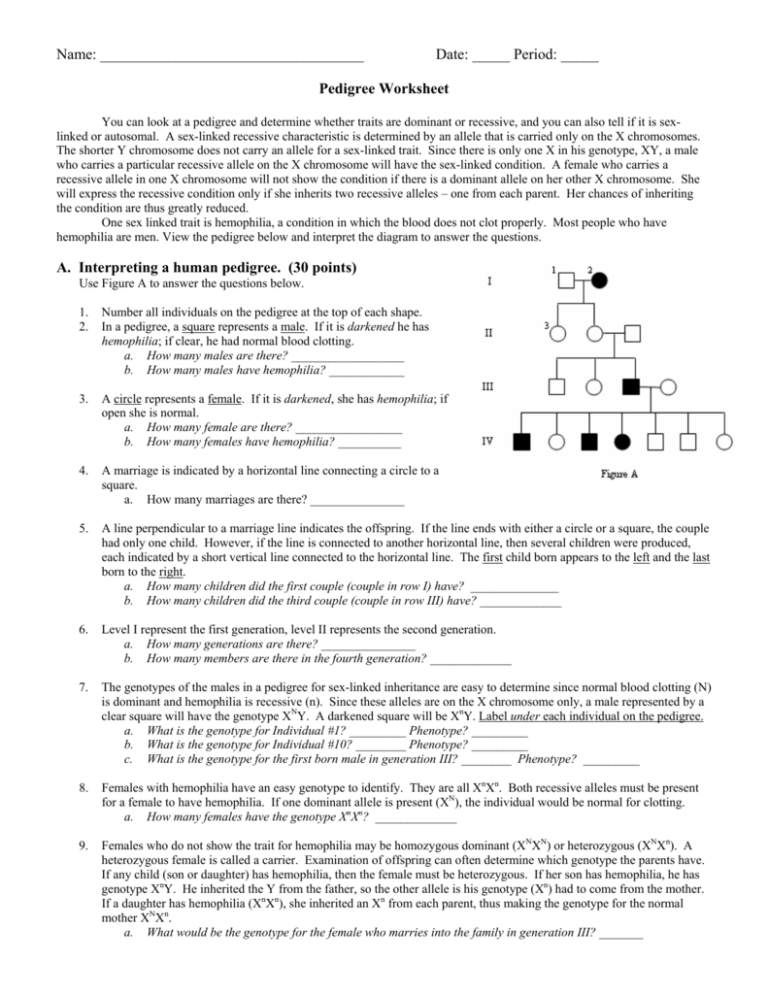 Human Pedigrees Worksheet Answer Key