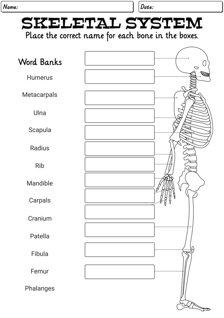 Human Skeleton Labeling Worksheets