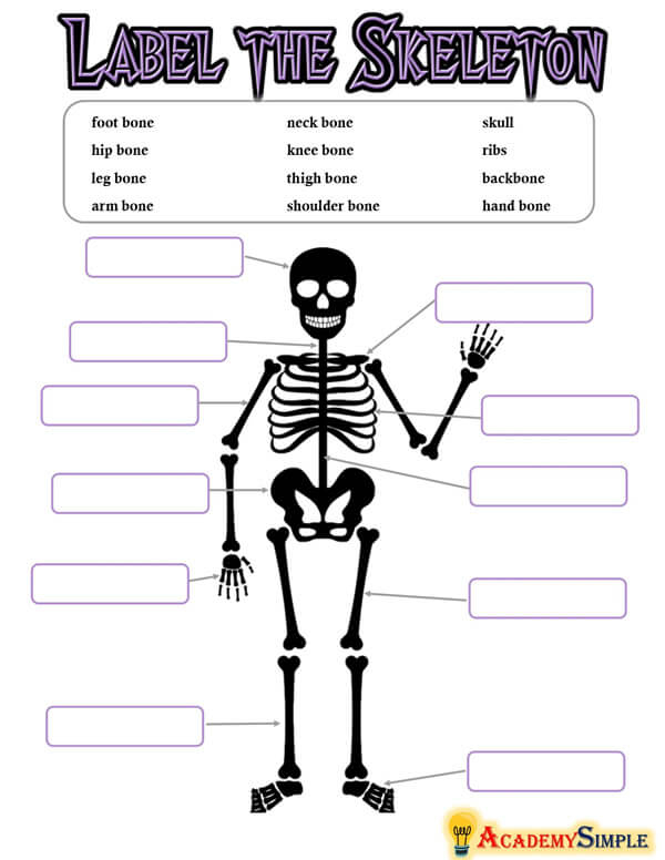 Human Skeleton Worksheet To Label