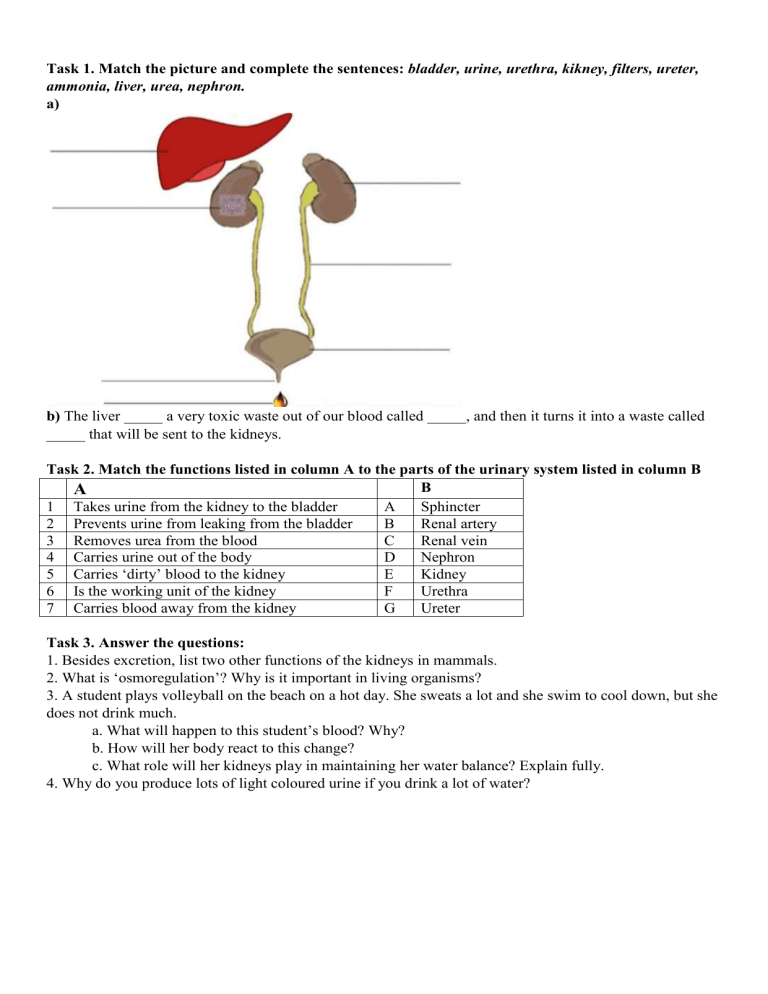 Human Urinary System Worksheet Anatomy Function