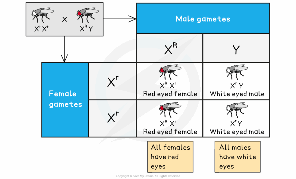IB DP Biology HL 3 3 4 Inheritance Of Genetic Diseases 