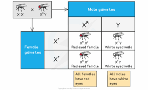 IB DP Biology HL 3 3 4 Inheritance Of Genetic Diseases