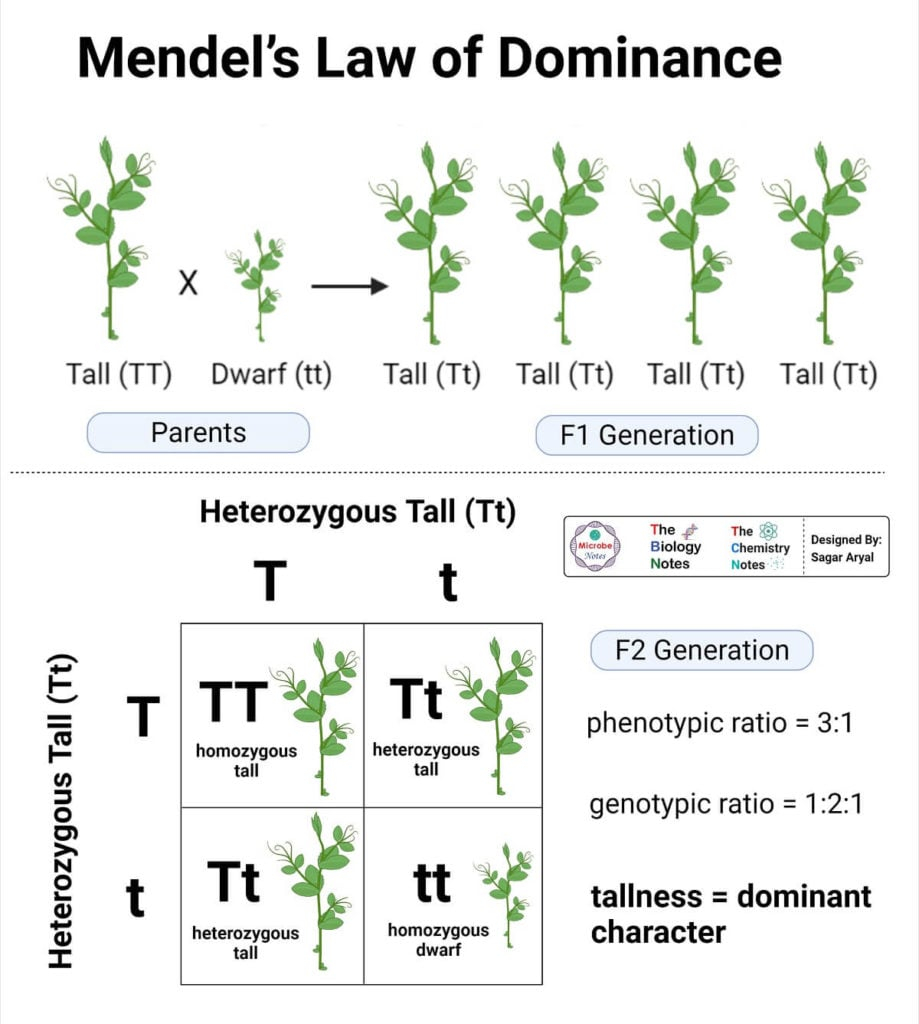 If A Represents The Dominant Gene
