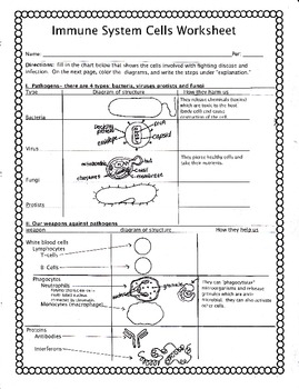 Immune System Worksheet By Biology Buff Teachers Pay Teachers