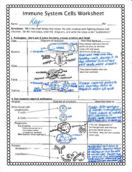 Immune System Worksheet By Biology Buff Teachers Pay Teachers