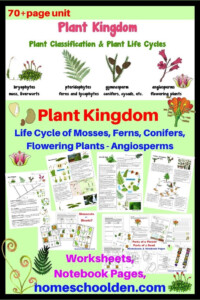 In This 70 Page Botany Unit You 39 ll Find Worksheets About The Plant