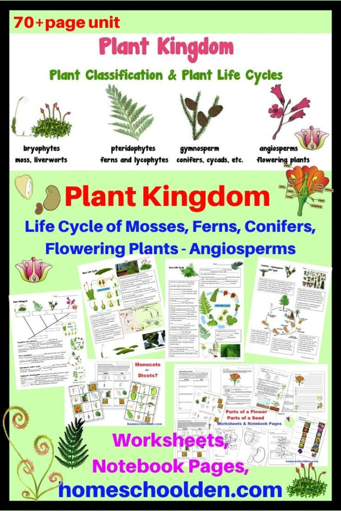 In This 70 Page Botany Unit You 39 ll Find Worksheets About The Plant 
