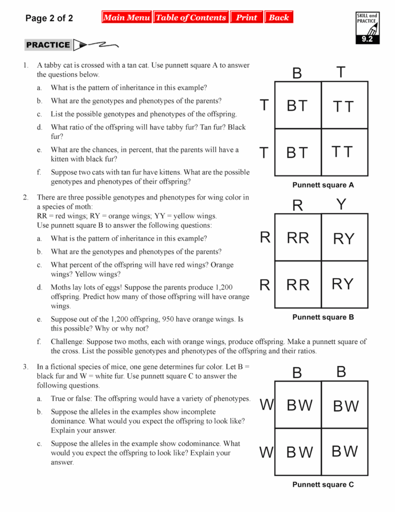 Incomplete Dominance Worksheet With Answers