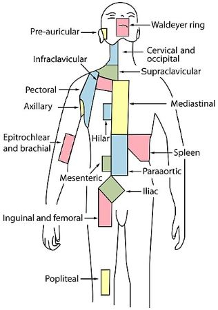 Inguinal Region Function Location Anatomy Study