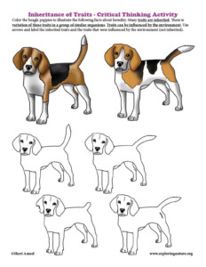 Inheritance Of Traits in Dogs Critical Thinking Activity