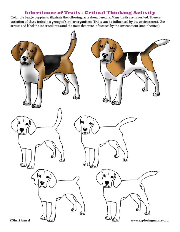 Inheritance Of Traits in Dogs Critical Thinking Activity