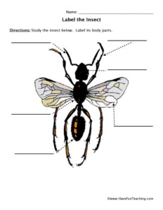 Insect Anatomy Worksheet Anatomy Worksheets
