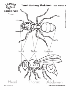 Insect Anatomy Worksheet Anatomy Worksheets
