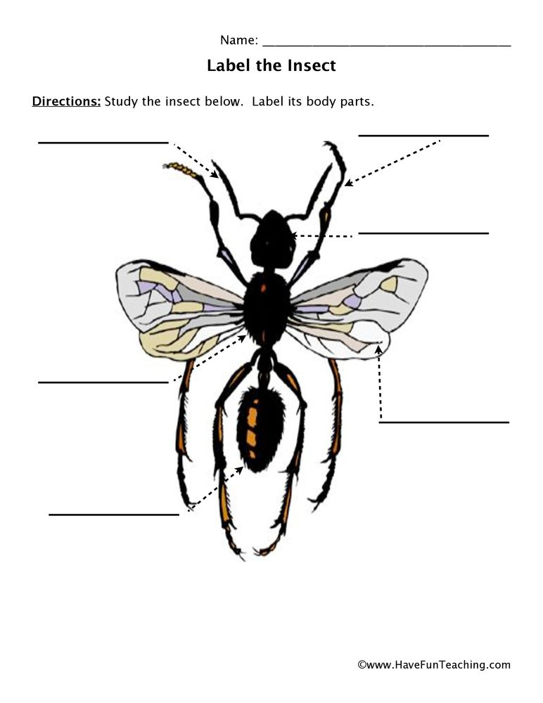 Insect Anatomy Worksheet Anatomy Worksheets
