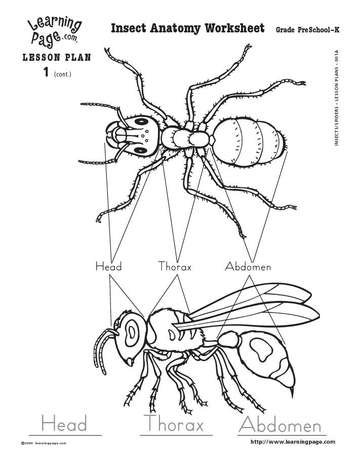 Insect Anatomy Worksheet Anatomy Worksheets
