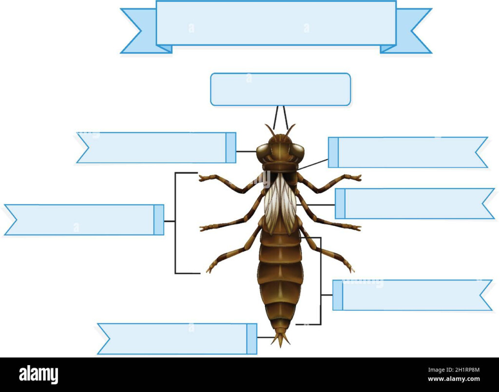 Insect Body Parts Diagram Hi res Stock Photography And Images Alamy