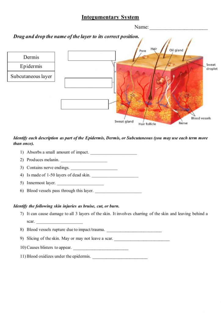 Integumentary System Interactive Worksheet Anatomy Worksheets