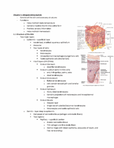 Integumentary System Worksheet 1