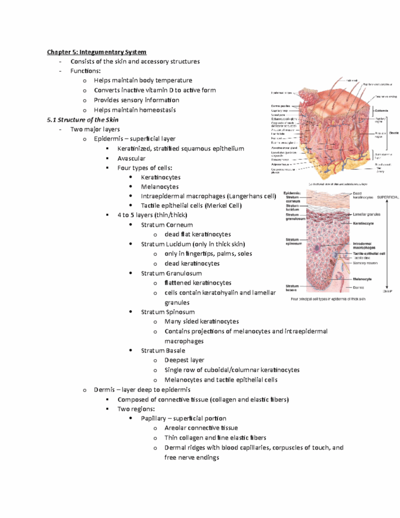 Integumentary System Worksheet 1