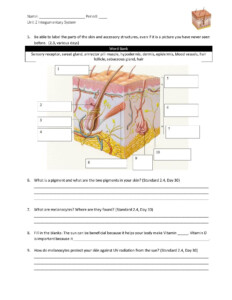 Integumentary System Worksheet Answers Name Period Unit 2 Integumentary
