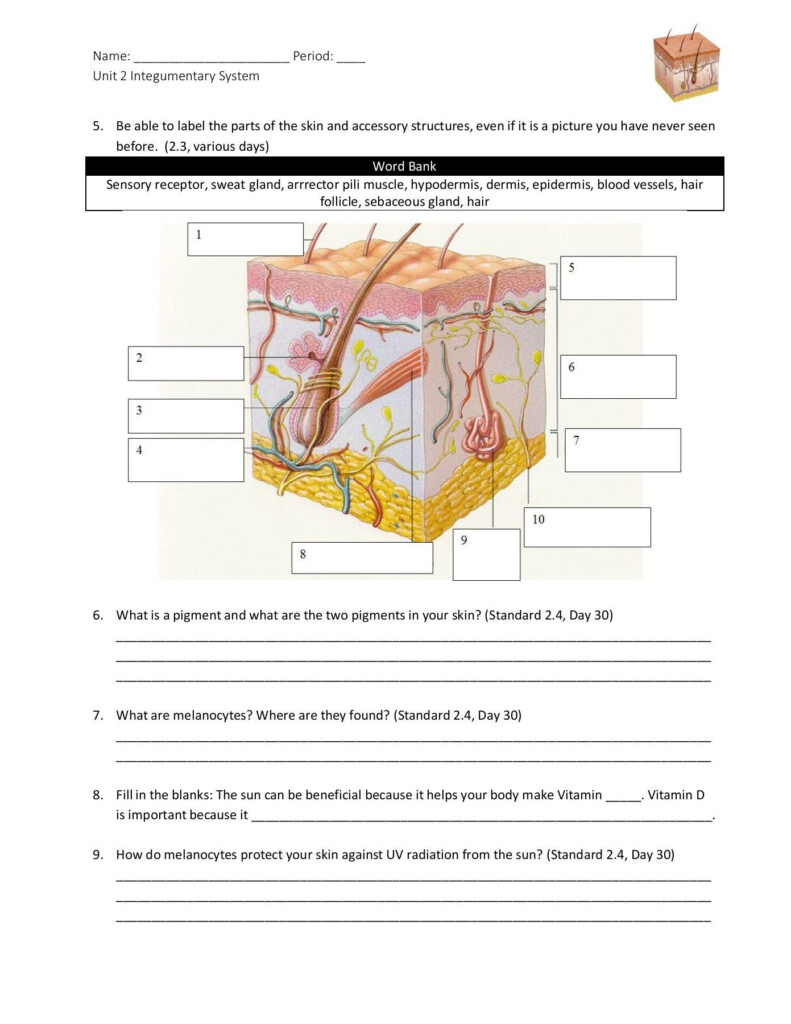 Integumentary System Worksheet Answers Name Period Unit 2 Integumentary 