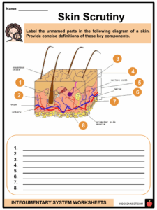 Integumentary System Worksheets Components Functions