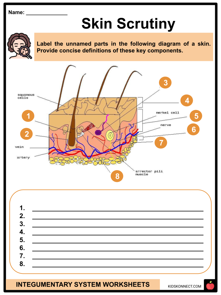 Integumentary System Worksheets Components Functions