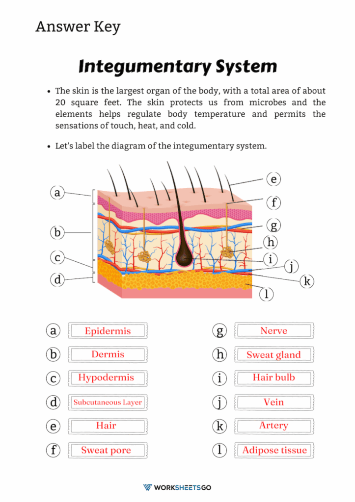 Integumentary System Worksheets WorksheetsGO