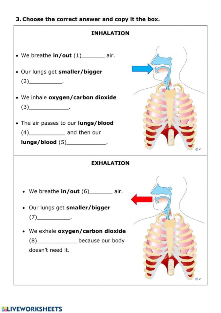 Interactive Physiology Respiratory System