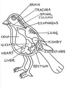 Internal Anatomy Of A Bird