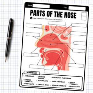 Internal Parts Of The Nose Diagram Labeling Worksheet Anatomy Of The Nose