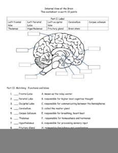 Internal View Of The Brain Worksheet Answer Key