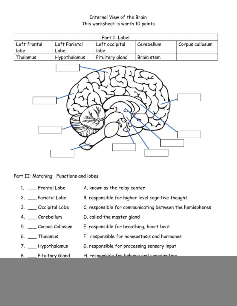 Internal View Of The Brain Worksheet Answer Key