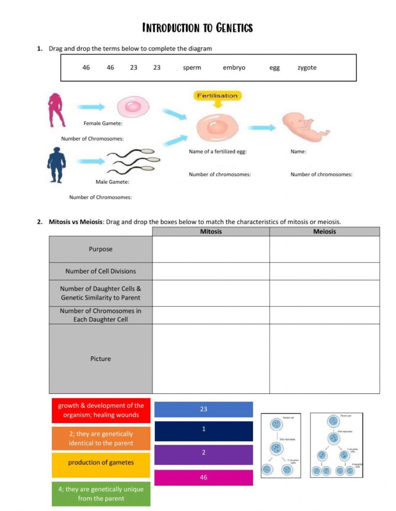 Intro To Genetics Worksheet Live Worksheets Worksheets Library