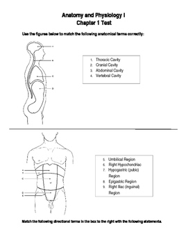 Introduction To Anatomy And Physiology Worksheet