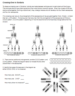 Investigation Meiosis In Sordaria Fungus