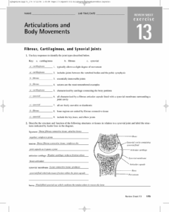 Joints And Movements Worksheet