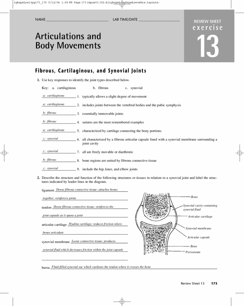 Joints And Movements Worksheet