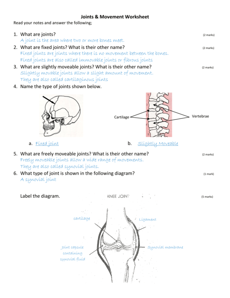 Joints Movement Worksheet Anatomy Physiology