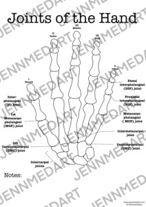 Joints Of Hand Anatomy Coloring Page LABELED Digital Download DIP PIP