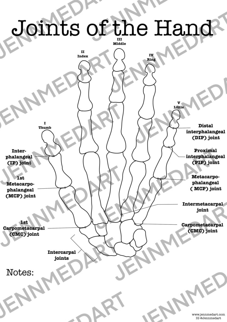 Joints Of Hand Anatomy Coloring Page LABELED Digital Download DIP PIP 