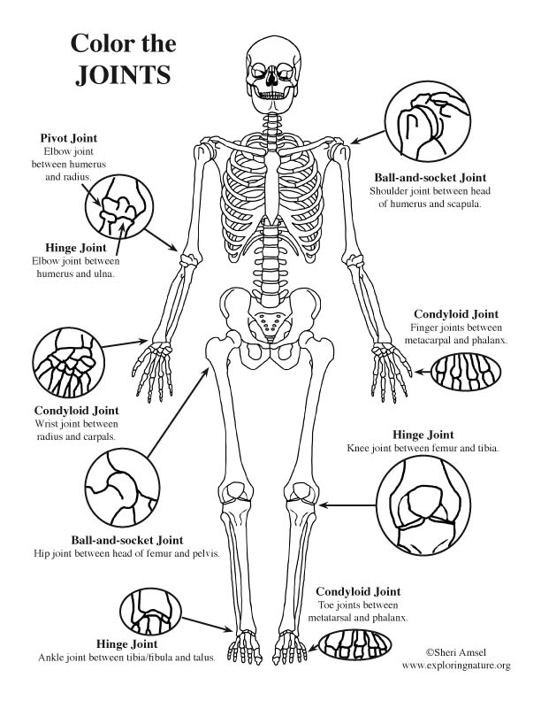 Joints Of The Body Coloring Pages 2 Age Levels 