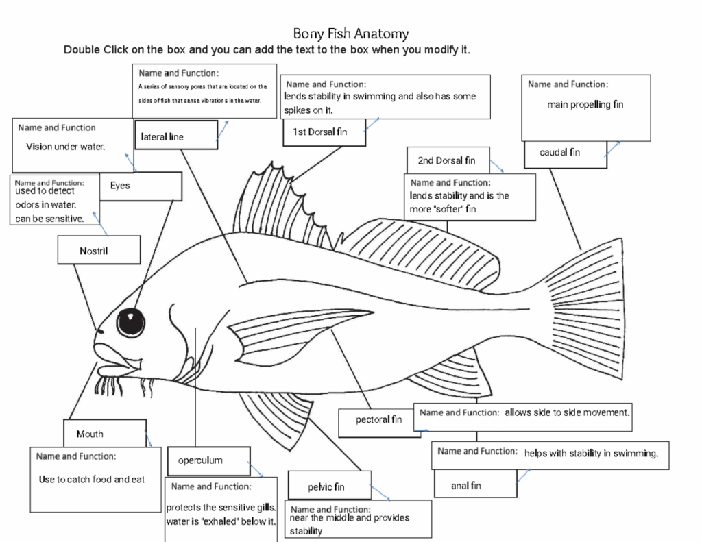 Kami Export Hilal Aouad Bony Fish Anatomy Student Answers S21 