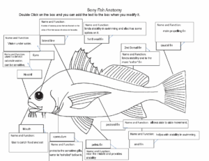 Kami Export Hilal Aouad Bony Fish Anatomy Student Answers S21