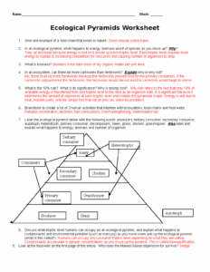 KEY Ecological pyramids worksheet 2013 Studocu