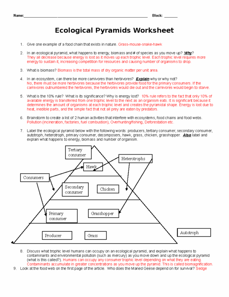 KEY Ecological pyramids worksheet 2013 Studocu