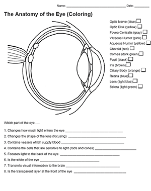 Key To The Anatomy Of The Eye Coloring 