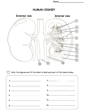 Kidney Anatomy Diagram Coloring And Labelling Worksheet By KKTPTstore