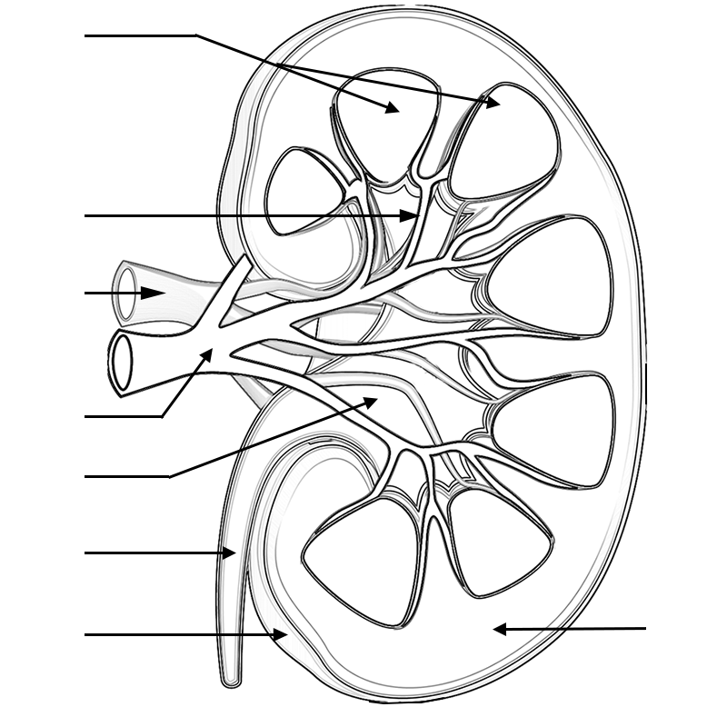 Kidney Anatomy Worksheet Anatomy Worksheets