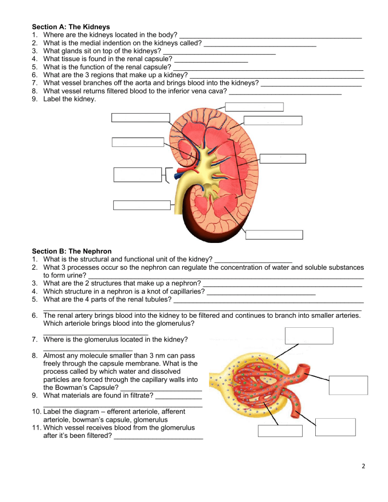 Kidney Nephron Anatomy Worksheet High School Biology